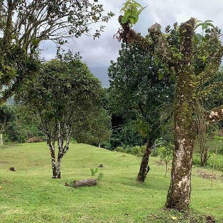972B-Coin De Verdure Au Pied De La Montagne Pelee Le Morne-Rouge Luaran gambar